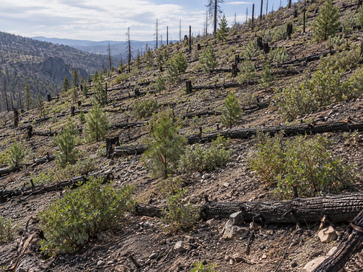 Burned forest slope with young pines, shrubs, and contour logs supporting recovery